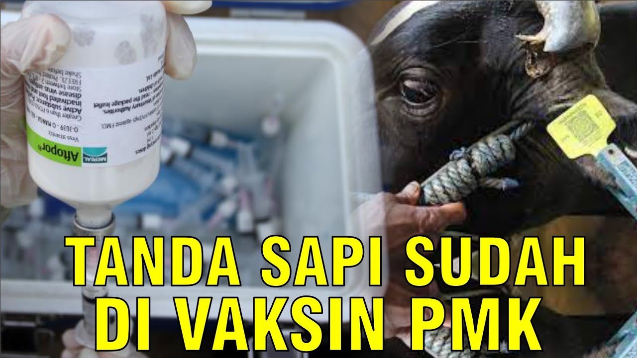 
                                 Tanda-Sapi-Sudah-Vaksin-PMK